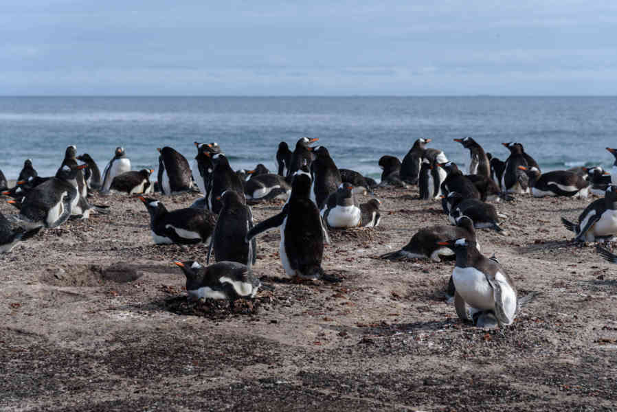 Pingüino Gentoo - islas Falkland o Malvinas 38.jpg